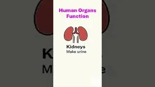 #Human Organs Function #Vocabulary #English Spelling #English Speaking #English Reading