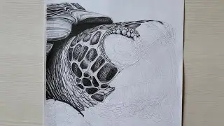 Hyper Realistic Turtle Face Shading | Pencil Sketch Live Part 4