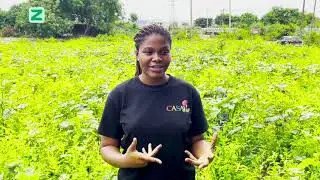 ZaraHarvest: How AI & Blockchain Are Transforming Farming in Africa.
