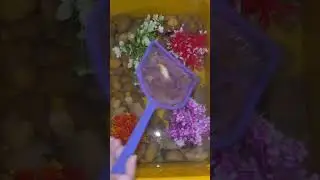female betta sorority new tank set up