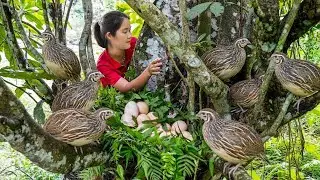 Harvesting Wild Birds & Fresh Eggs in the Forest & Goes Market to Sell – Forest Survival Lifestyle