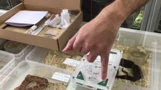 Nouveauté: Le kit d'élevage de fourmis