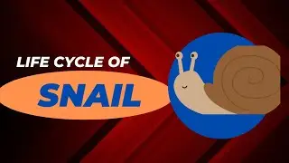 Lifecycle of SNAIL
