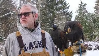 Watch Upstate NY hunter use hawks to stalk squirrel