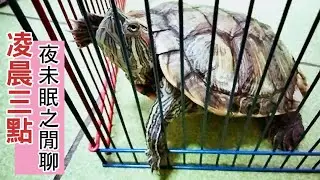 烏龜🐢三點夜未眠之閒聊2021.8.29 |【雙Q烏龜成長日記】