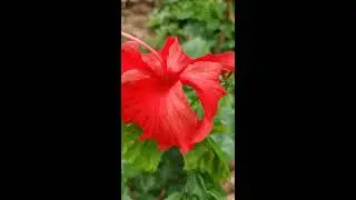 Oneplus 7T #Slow motion video Test Resolution: 1920&times;1080..! 240FPS  FHD