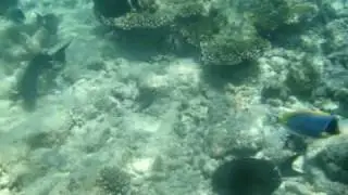 MALDIVE 2008 820