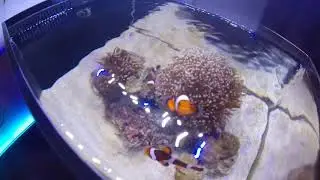 Dymax IQ 7 Nano Aquarium Saltwater TORCH CORAL