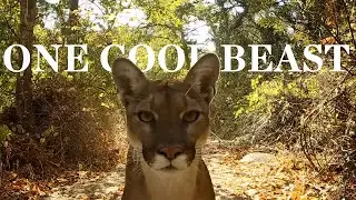 One Cool Beast | Mountain Lions