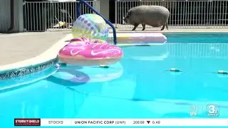 Omaha homeowner uses Swimply app to share her pool with the community