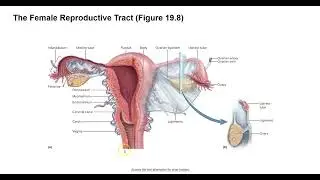 Female Reproductive Anatomy Video