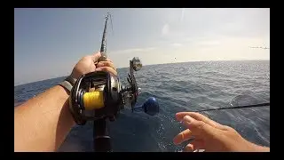 “THE NEW” Lexa to the Limits! Daiwa Lexa Winn vs Big Grade Yellows