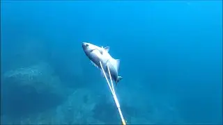 Spearfishing Blue Perch with Three Prong Spear Tip