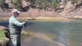 South Platte Brown Trout
