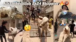 Alhamddulillah 2k24 Shapater 😲 bhag gay 🙏🏻 || Siddiqui Vlogs World ❤️ #siddiqui #funny #cow