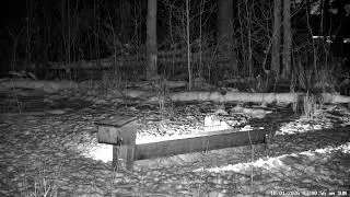 LIVE Deer Cam | 24/7 Ontario Forest PTZ View | Fernwood Hills