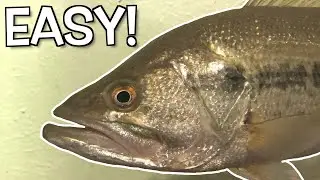 How to Raise a Pet Bass (DIY)