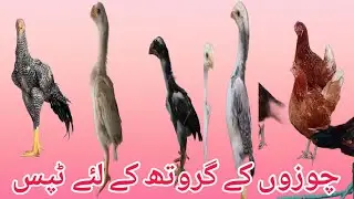 Fast Growing Tips for Baby Chickens | Ahsan Birds Channel