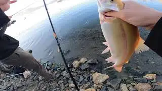 Lighting Trout demolishes panther martin!