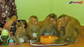 Little Luna Lisa & Olly Looking Brother Kako Eating Cake