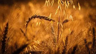3 Hours of Soothing Wind in a Golden Wheat Field 🌾 | Deep Sleep, Focus & Relaxation ASMR (4K)