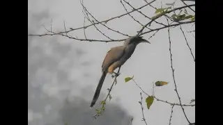 The Indian grey hornbill (Ocyceros birostris)