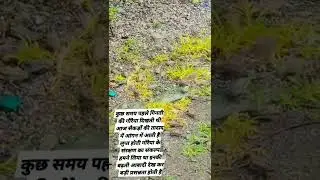 please save Birds Save Natur.. you... support everyone ..natural organic farming in Bharat 🇮🇳🇮🇳