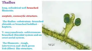 Xanthophyceae-Vaucheria