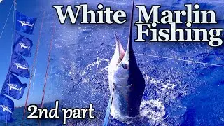 White Marlin Fishing - Pedro's First White - 5 Caught & Released on light tackle  - Part 2#