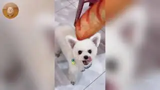 The Funniest Cat Videos 🐱 Try Not To Laugh Part 45
