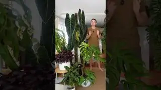 What is your favourite plant at the moment ?:) Full video ⬆️