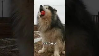 Siberian Huskies vs Alaskan Malamutes: Spotting the Differences Between These Arctic Dogs 🐕