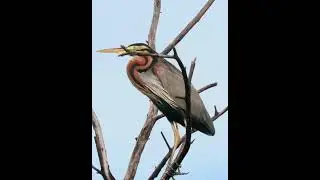 Very rare heron seen