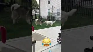 Epic Dog Battle!