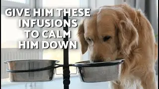 8 TRANQUILIZING HERBS for DOGS 🍵🐶🌱 Are INFUSIONS Good for DOGS?