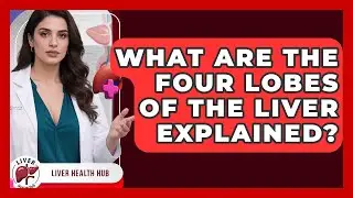 What Are The Four Lobes Of The Liver Explained? - Liver Health Hub