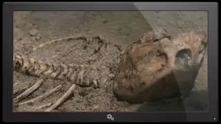 Possible mermaid skeleton found in Poland