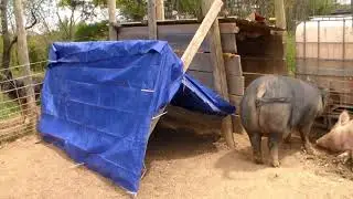 DIY Pig Shelter
