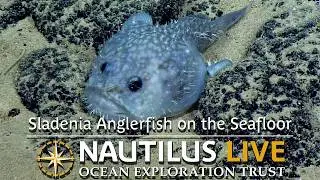 Grumpy Sladenia Anglerfish on the Seafloor | Nautilus Live