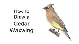 How to Draw a Cedar Waxwing Bird