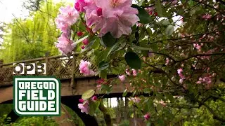 Crystal Springs Rhododendron Garden | Oregon Field Guide