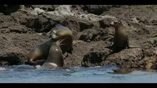 Sea Lion Mom and Pup: Heartwarming Bond.   PT1