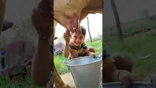 choti choti gaiya ttfg hf#shivcharchakagaana #cow#comedy