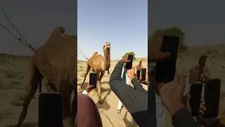 This camel fights with video people