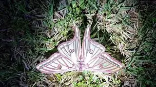 Graellsia isabellae - l'Isabelle - Moth - Spain