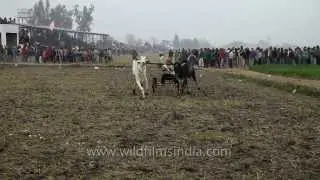 Bullock cart race at Kila Raipur sports festival