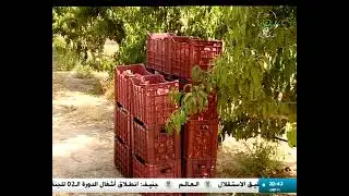 سيدي بلعباس - زراعة الأشجار المثمرة .. تقنيات حديثة ومحاصيل وفيرة