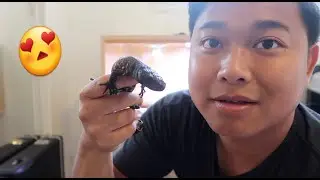 Crazy Cool Venomous Unboxing Heloderma Horridum Horridum