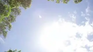 Sunlight Through Trees Driving