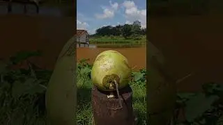 Very professional coconut peeling #cuttingskills #coconut